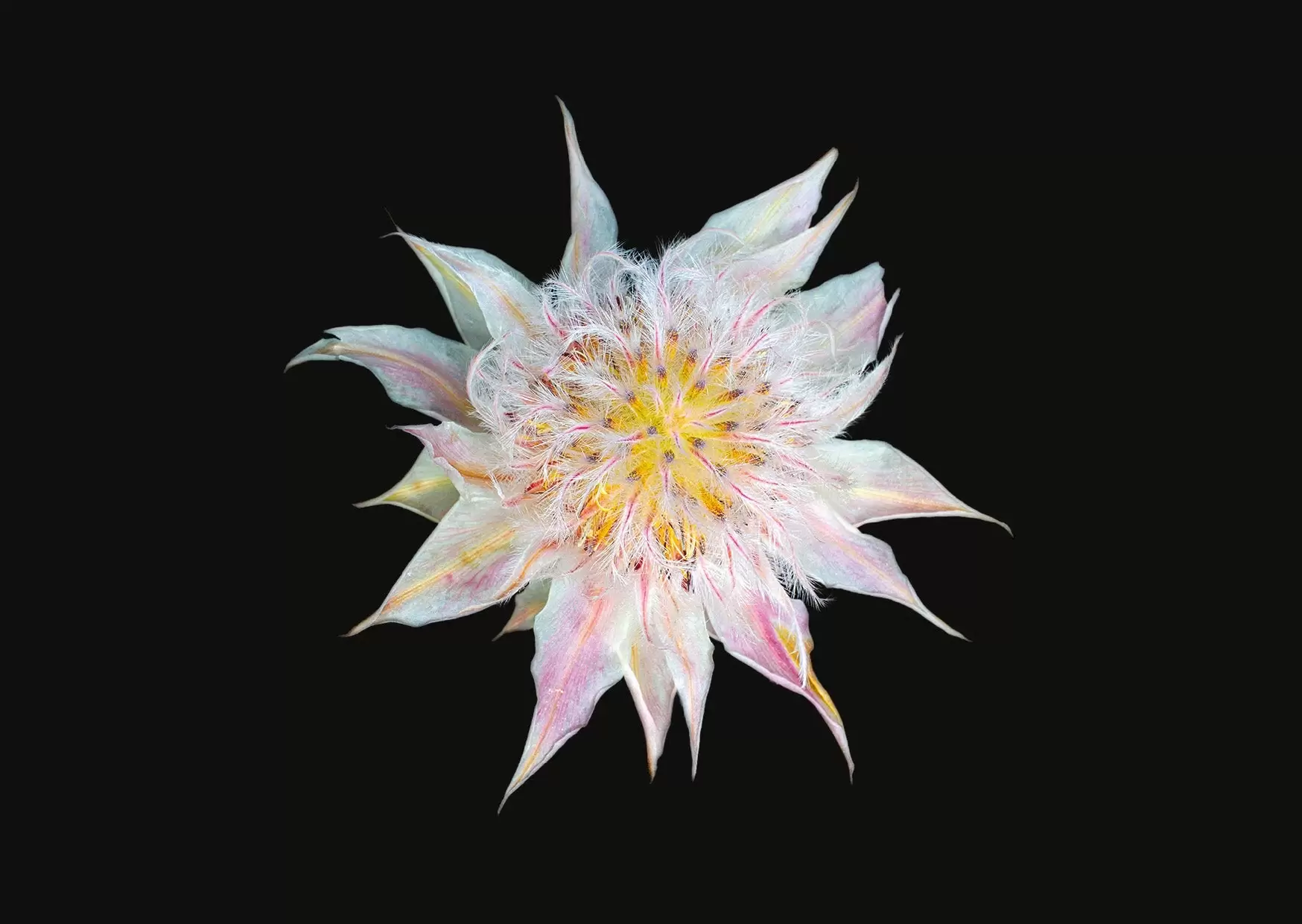 The Blooming Book | Nicolas Mériel