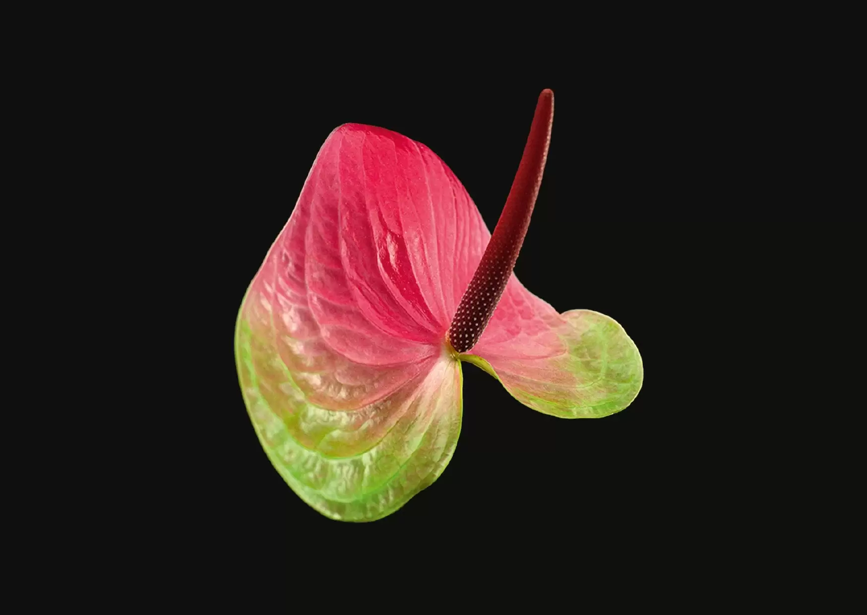 The Blooming Book | Nicolas Mériel