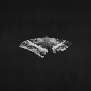 Kendrick Lamar – To Pimp A Butterfly