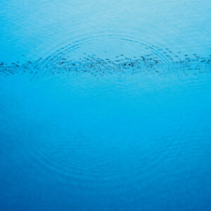 Caribou – Suddenly