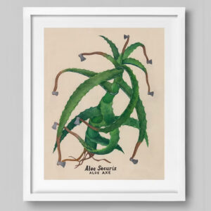 Daukantė | Aloe securis print